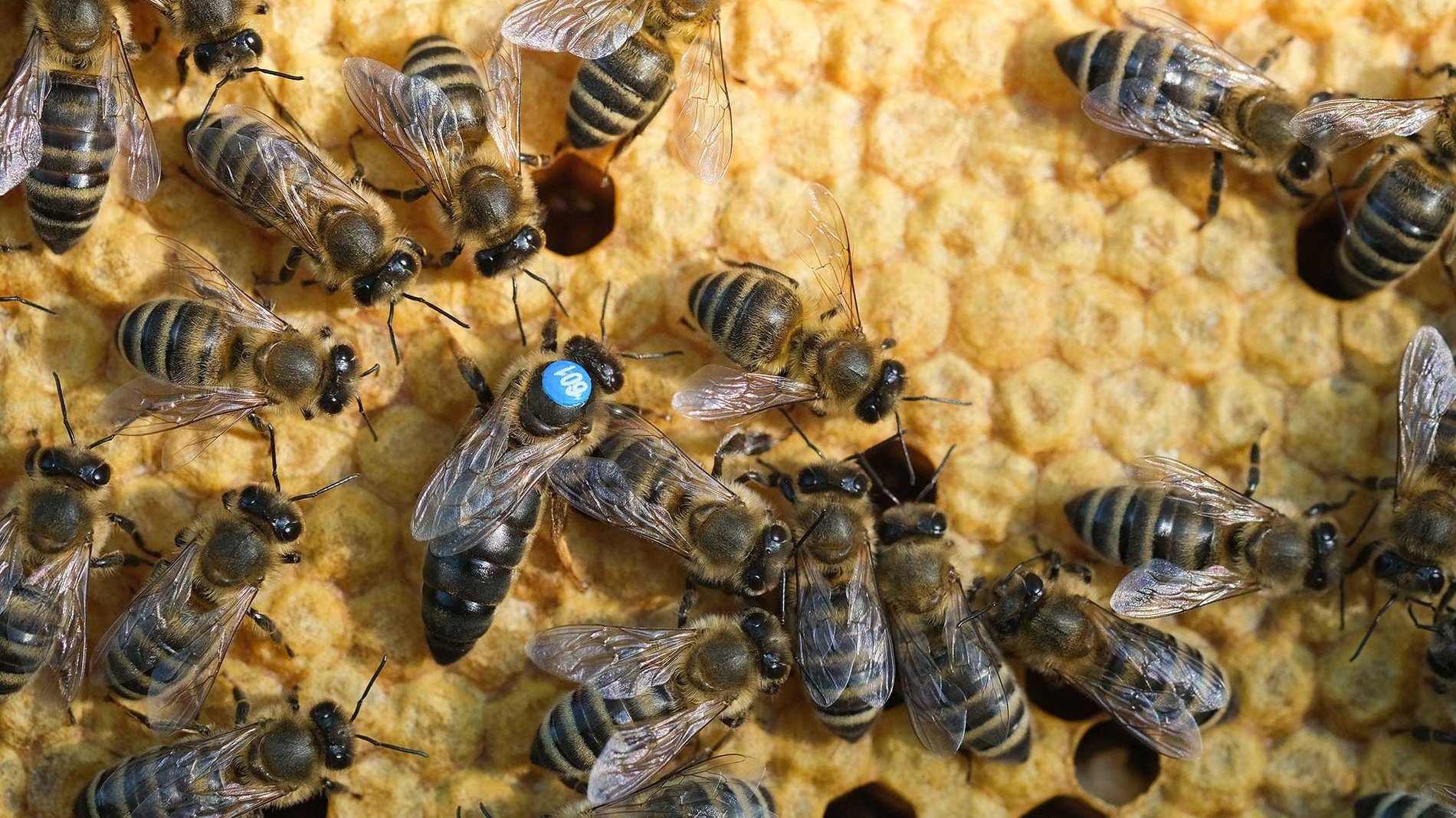 Bienenzucht
